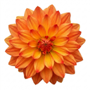 Dahlia Maggiore Fun Fire Plant (3L Pot)