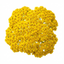 Set of 3 or 6 Achillea Cloth of Gold Yarrow Plants, Hardy Perennial, Bee Friendly Garden Flowers, Outdoor Garden Ready, 1 Litre Root-Ball