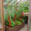 Tomato ‘Consuelo’ Plants (Set of 3 or 6)
