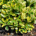 Euonymus Ovatus Aureus Plant (2L Pot)