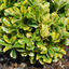 1 Large Plant - Euonymus Ovatus Aureus, Ready to Plant in Your Garden, 2L Pot