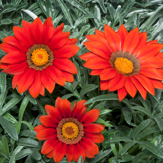 Orange-red gazania daisies with golden centres above silvery-green foliage
