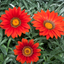 Set of 3 or 6 Large Plants - Gazania Kiss Red, Ready to Plant in Your Garden, Peat-Free