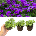 Calibrachoa Cabaret Early Blue Plants (Set of 3 or 6)