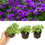Set of 3 or 6 Large Plants - Calibrachoa Cabaret Early Blue, Outdoor Garden Ready