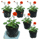 Geum Mrs Bradshaw Plants (Set of 3 or 6)
