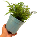 Japanese Painted Fern Athyrium Pictum/Metallicum Plant (2L Pot)