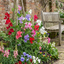 Set of 3 or 6 Large, Garden Ready Plants - Sweet Pea Mammoth Mix, 10.5 cm Rootballs