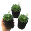 Set of 3 or 6 Saxifrage Ice Colours Pearl White Plants, Hardy Alpine Evergreen Ground Cover Perennial, Outdoor Garden Ready, 1 Litre Root-Ball