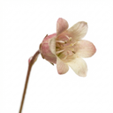 Heuchera Palace Purple Coral Bells Plants (Set of 3 or 6)
