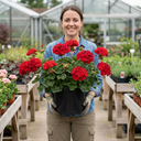 Geranium Calliope M Scarlet Red Plants