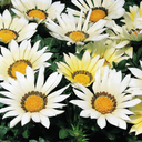 Gazania Kiss White Improved Plants (Set of 3 or 6)