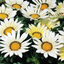 Set of 3 or 6 Large Plants - Gazania Kiss White Improved, Ready to Plant in Your Garden