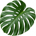 Swiss Cheese Plants