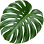 1 Monstera Deliciosa - Swiss Cheese Plant Houseplant, Live Indoor Tropical Plant, 3 Litre Root Ball