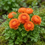 Set of 3 or 6 Large, Outdoor Garden Ready Plants - Rannunculus Vortex Orange, 10.5 cm
