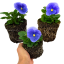 Pansy Delta Pro Clear Light Blue Plants (Set of 3 or 6)
