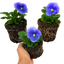 Set of 3 or 6 Large Plants - Pansy Delta Pro Clear Light Blue, Ready to Plant in Your Garden