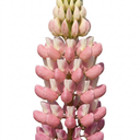 Lupin Legendary Rose Shades Plants