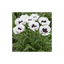 6 Papaver Orientale Royal Wedding Plants, Hardy White Oriental Poppy Perennial, 1 Litre Root Ball