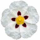 Cistus Thrive Rock Rose Plants