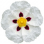 1 Cistus Thrive Rock Rose Plant, Hardy Evergreen Flowering Shrub, 3 Litre Root Ball
