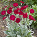 Lychnis atrosanguinea Plants (Set of 3 or 6)