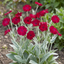Set of 3 or 6 Lychnis atrosanguinea Hardy Perennial Plants, Summer Flowering, Bee-Friendly Cottage Garden Plant, 1L Root Ball