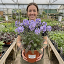 Polemonium Heaven Scent Plants