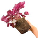 Heuchera Huckleberry Plant
