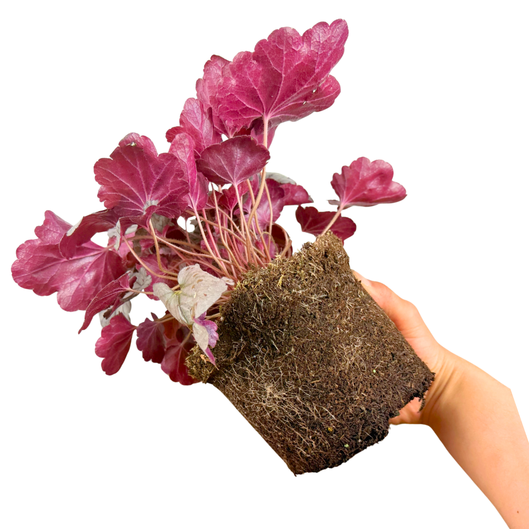 Heuchera 'Huckleberry' (Coral Bells) – Evergreen Perennial (2L Pot)