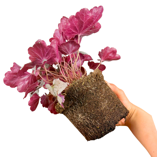 Heuchera 'Huckleberry' (Coral Bells) – Evergreen Perennial (2L Pot)