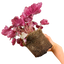 Heuchera Huckleberry