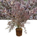 Lophomyrtus ‘White Tiger’ Plant