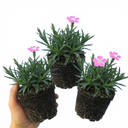 Silene Schafta Autumn Catchfly Plants (Set of 3 or 6)