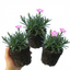 Set of 3 or 6 Silene Schafta Autumn Catchfly Hardy Perennial Plants, Pink Flowering Alpine Ground Cover, Outdoor Garden Ready, 1 Litre Root-Ball