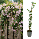 Jasminum x stephanense Plant (2L Pot)