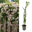 1 Live Outdoor Garden Ready Pink Jasmine Plant - Jasminum x stephanense, 2L Pot