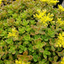 Set of 3 or 6 Sedum Oreganum Stonecrop Plants, Hardy Perennial, Bee Friendly Ground Cover, Outdoor Garden Ready, 1 Litre / 11cm Root-Ball