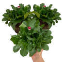 Bellis Habanera ‘Rose’ Plants (Set of 3 or 6)