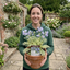 1 Polemonium Touch of Class Jacobs Ladder Plant, Hardy Variegated Cottage Garden Perennial, 3L Root Ball