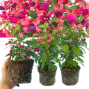 Fuchsia Diva Rose & Violet Plants (Set of 3 or 6)