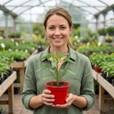 Hungarian Hot Wax Plants (Set of 3 or 6)