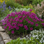 Set of 3 or 6 Large Plants - Dianthus Oscar Purple Star, Outdoor Garden Ready