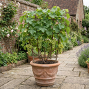 Superior Seedless White Grape Vine Plants