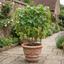 1 Superior Seedless White Grape Vine Plant, Hardy Outdoor Garden Ready, 3 Litre Root-Ball
