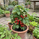Strawberry Delizz Variety Plants (Set of 3 or 6)