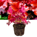 Heuchera Boysenberry Plant (2L Pot)