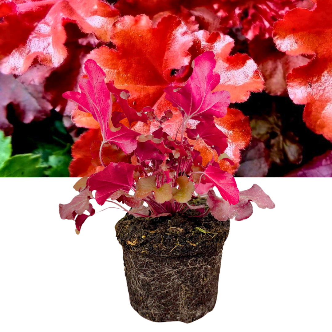 Heuchera 'Boysenberry' (Coral Bells) – Evergreen Perennial (2L Pot)