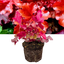 Heuchera Boysenberry